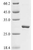 Mouse Sorting nexin-32 (Snx32), partial Recombinant Protein, Tag-Free, aa 165–404 - BioCrest Sci