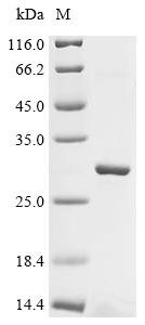 Mouse Sorting nexin-32 (Snx32), partial Recombinant Protein, Tag-Free, aa 165–404, Mus musculus (Mouse), E.coli, Tag-Free, 28.0 kDa, purity >≥ 90% as determined by SDS-PAGE.