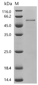 Human Transmembrane protease serine 4 (TMPRSS4), partial Recombinant Protein, C-His, Homo sapiens (Human), E.coli, C-terminal 6xHis-tagged, 49.3 kDa, purity >≥ 90% as determined by SDS-PAGE.