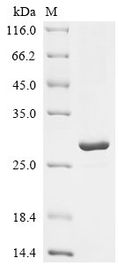 Human cytomegalovirus Envelope glycoprotein H (gH), partial Recombinant Protein, Human cytomegalovirus (strain AD169) (HHV-5) (Human herpesvirus 5), Yeast, N-terminal 6xHis-tagged, 21.8 kDa, purity >≥ 90% as determined by SDS-PAGE.