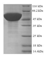 Human 60S ribosomal protein L17 (RPL17) Recombinant Protein, Homo sapiens (Human), E.coli, N-terminal GST-tagged, 48.3 kDa, purity >≥ 90% as determined by SDS-PAGE.