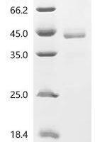 Mouse Inhibin beta B chain (Inhbb) Recombinant Protein - BioCrest Sci