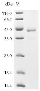 Mouse Inhibin beta B chain (Inhbb) Recombinant Protein, Mus musculus (Mouse), Mammalian cell, C-terminal hFc1-tagged, 41.7 kDa, purity >≥ 85% as determined by SDS-PAGE.