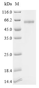 Human C-type lectin domain family 4 member G (CLEC4G), partial Recombinant Protein, N-hFc, Homo sapiens (Human), Mammalian cell, N-terminal hFc-tagged, 52.9 kDa, purity >≥ 95% as determined by SDS-PAGE.