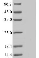Artemisia vulgaris Non-specific lipid-transfer protein, partial Recombinant Protein - BioCrest Sci