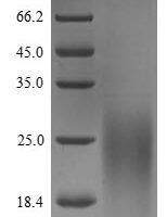 Burkholderia thailandensis Type III secretion system needle protein (yscF) Recombinant Protein - BioCrest Sci
