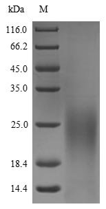 Burkholderia thailandensis Type III secretion system needle protein (yscF) Recombinant Protein, Burkholderia thailandensis (strain ATCC 700388 / DSM 13276 / CIP 106301 / E264), Yeast, N-terminal 6xHis-tagged, 11.9 kDa, purity >≥ 90% as determined by SDS-PAGE.