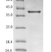 Mouse Transthyretin (Ttr), partial Recombinant Protein, N-GST - BioCrest Sci