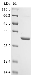 Bovine Prolactin (PRL) Recombinant Protein, N-10His/C-Myc, Bos taurus (Bovine), E.coli, N-terminal 10xHis-tagged and C-terminal Myc-tagged, 30.1 kDa, purity >≥ 90% as determined by SDS-PAGE.