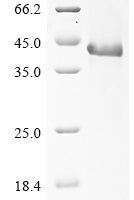 Mouse Protein Wnt-4 (Wnt4) Recombinant Protein, N-His - BioCrest Sci
