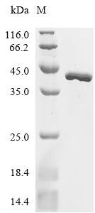Escherichia coli Elongation factor Ts (tsf) Recombinant Protein, Escherichia coli (strain K12), E.coli, C-terminal 6xHis-tagged, 37.2 kDa, purity >≥ 90% as determined by SDS-PAGE.