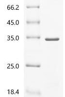 Human TATA-binding protein-associated factor 2N (TAF15), partial Recombinant Protein, N-His-Trx/C-His - BioCrest Sci