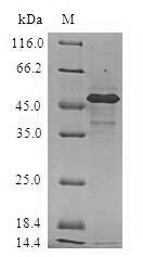 Human Heat shock protein beta-2 (HSPB2) Recombinant Protein, Homo sapiens (Human), E.coli, N-terminal GST-tagged, 47.2 kDa, purity >≥ 90% as determined by SDS-PAGE.