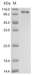 Cat Zona pellucida sperm-binding protein 3 (ZP3) Recombinant Protein, C-hFc1, Felis catus (Cat) (Felis silvestris catus), Felis catus (Cat) (Felis silvestris catus), C-terminal hFc1-tagged, 65.4 kDa, purity >≥ 90% as determined by SDS-PAGE.