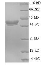 Human Ubiquitin-like FUBI-ribosomal protein eS30 fusion protein (FAU) Recombinant Protein, N-GST, Homo sapiens (Human), E.coli, N-terminal GST-tagged, 41.4 kDa, purity >≥ 90% as determined by SDS-PAGE.