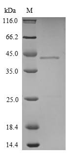 Mouse Hepatoma-derived growth factor (Hdgf) Recombinant Protein, Mus musculus (Mouse), Yeast, N-terminal 10xHis-tagged and C-terminal Myc-tagged, 30.3 kDa, purity >≥ 90% as determined by SDS-PAGE.