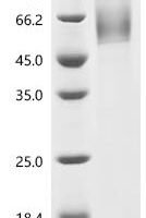 Human CD44 antigen (CD44)(△476-505aa), partial Recombinant Protein - BioCrest Sci