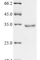 Arabidopsis thaliana Auxin-responsive protein IAA7 (IAA7) Recombinant Protein - BioCrest Sci