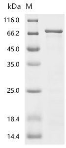 Mouse Heat shock 70 kDa protein 1-like (Hspa1l) Recombinant Protein, C-His, Mus musculus (Mouse), E.coli, C-terminal 6xHis-tagged, 77.5 kDa, purity >≥ 85% as determined by SDS-PAGE.