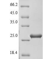 Staphylococcus aureus Enterotoxin type C-2 (entC2) Recombinant Protein - BioCrest Sci