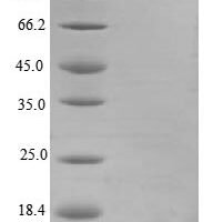 Mouse Bone morphogenetic protein 3 (Bmp3) Recombinant Protein - BioCrest Sci
