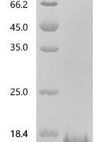 Pentadiplandra brazzeana Defensin-like protein Recombinant Protein, C-His, aa 1–54, E.coli - BioCrest Sci