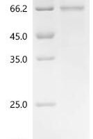 Human Elongation factor 1-alpha 1 (EEF1A1)(C31A) Recombinant Protein, N-His-SUMO - BioCrest Sci