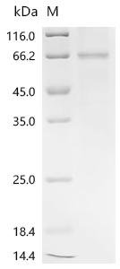 Human Elongation factor 1-alpha 1 (EEF1A1)(C31A) Recombinant Protein, N-His-SUMO, Homo sapiens (Human), E.coli, N-terminal 6xHis-SUMO-tagged, 63.1 kDa, purity >≥ 85% as determined by SDS-PAGE.