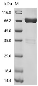 Human Pro-neuregulin-1, membrane-bound isoform (NRG1), partial Recombinant Protein, C-hFc1, Homo sapiens (Human), Mammalian cell, C-terminal hFc1-tagged, 53.6 kDa, purity >≥ 90% as determined by SDS-PAGE.