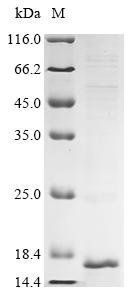 Human Prostaglandin D2 receptor (PTGDR), partial Recombinant Protein, Homo sapiens (Human), E.coli, N-terminal 10xHis-tagged and C-terminal Myc-tagged, 12.8 kDa, purity >≥ 90% as determined by SDS-PAGE.