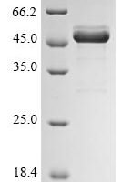 Candida albicans Candidapepsin-2 (SAP2) Recombinant Protein, N-His, aa 57–398, strain WO-1 - BioCrest Sci