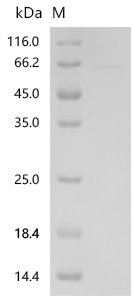 Human Desmoglein-1(DSG1),partial Recombinant Protein, Homo sapiens (Human), E.coli, N-terminal 10xHis-tagged and C-terminal Myc-tagged, 58.1 kDa, purity >≥ 85% as determined by SDS-PAGE.