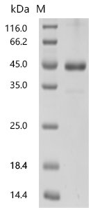 Human Activin receptor type-1 (ACVR1), partial Recombinant Protein, Homo sapiens (Human), Mammalian cell, C-terminal hFc1-tagged, 40.4 kDa, purity >≥ 90% as determined by SDS-PAGE.