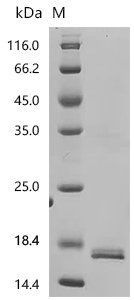 Human Seizure protein 6 homolog (SEZ6), partial Recombinant Protein, C-10His, aa 355–414, E.coli, Homo sapiens (Human), E.coli, C-terminal 10xHis-tagged, 14.0 kDa, purity >≥ 90% as determined by SDS-PAGE.