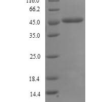 Geobacillus stearothermophilus Glycerol-1-phosphate dehydrogenase [NAD (P)+] (egsA) Recombinant Protein, N-His - BioCrest Sci