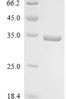 Mouse Interferon alpha-2 (Ifna2) Recombinant Protein - BioCrest Sci