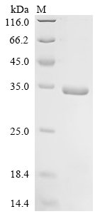 Mouse Interferon alpha-2 (Ifna2) Recombinant Protein, Mus musculus (Mouse), E.coli, N-terminal 6xHis-SUMO-tagged, 32.3 kDa, purity >≥ 85% as determined by SDS-PAGE.
