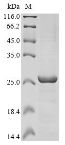 Human Excitatory amino acid transporter 1 (SLC1A3), partial Recombinant Protein, N-His-KSI, Homo sapiens (Human), E.coli, N-terminal 6xHis-KSI-tagged, 25.5 kDa, purity >≥ 85% as determined by SDS-PAGE.
