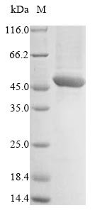 Plasmodium falciparum VAR2CSA DBL5 Recombinant Protein, Plasmodium falciparum, Baculovirus, N-terminal 10xHis-tagged and C-terminal Myc-tagged, 45.8 kDa, purity >≥ 85% as determined by SDS-PAGE.
