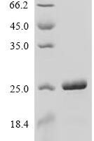 Escherichia coli O9:H4 Large ribosomal subunit protein uL4 (rplD) Recombinant Protein - BioCrest Sci