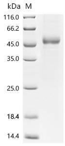 Human Thrombopoietin (THPO) Recombinant Protein, Homo sapiens (Human), Baculovirus, C-terminal 10xHis-tagged, 36.8 kDa, purity >≥ 95% as determined by SDS-PAGE.