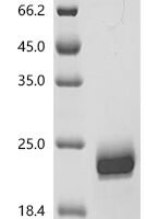 Human


Interleukin-1 alpha(IL1A) Recombinant Protein - BioCrest Sci
