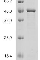 Mouse Serum paraoxonase/lactonase 3 (Pon3) Recombinant Protein, C-His - BioCrest Sci