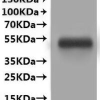 Human Myelin-oligodendrocyte glycoprotein (MOG)-VLPs, Fluorescent Recombinant Protein - BioCrest Sci
