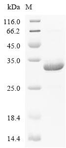 N-terminal hFc1-tagged Recombinant Protein, Mammalian cell, N-terminal hFc1-tagged, 26.1 kDa, purity >≥ 90% as determined by SDS-PAGE.