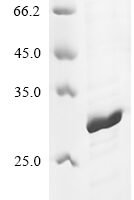 Mouse Peroxiredoxin-4 (Prdx4) (L41YGRKKRRQRRRL) Recombinant Protein - BioCrest Sci