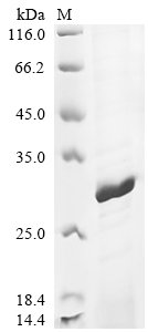 Mouse Peroxiredoxin-4 (Prdx4) (L41YGRKKRRQRRRL) Recombinant Protein, Mus musculus (Mouse), E.coli, C-terminal 6xHis-tagged, 29.0 kDa, purity >≥ 85% as determined by SDS-PAGE.