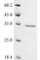 Saccharomyces cerevisiae Ubiquitin carboxyl-terminal hydrolase YUH1 (YUH1) Recombinant Protein - BioCrest Sci