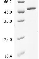 Drosophila melanogaster S-adenosylmethionine synthase (Sams) Recombinant Protein, C-His, aa 1–408, Yeast - BioCrest Sci