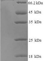Human DNA-directed RNA polymerase III subunit RPC3 (POLR3C) Recombinant Protein - BioCrest Sci